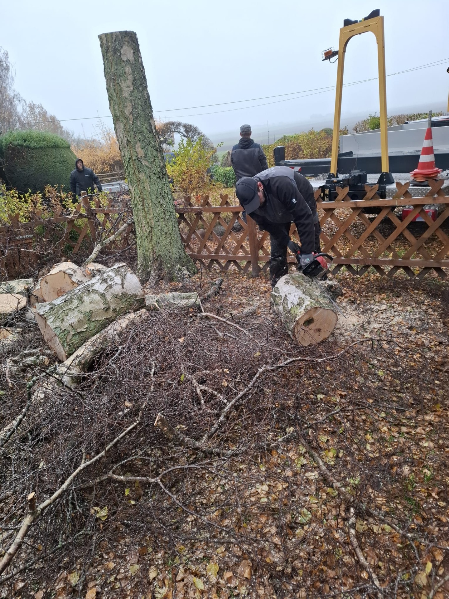 Baumarbeiten mit Hubarbeitsbühne auf Rügen durch RentHands